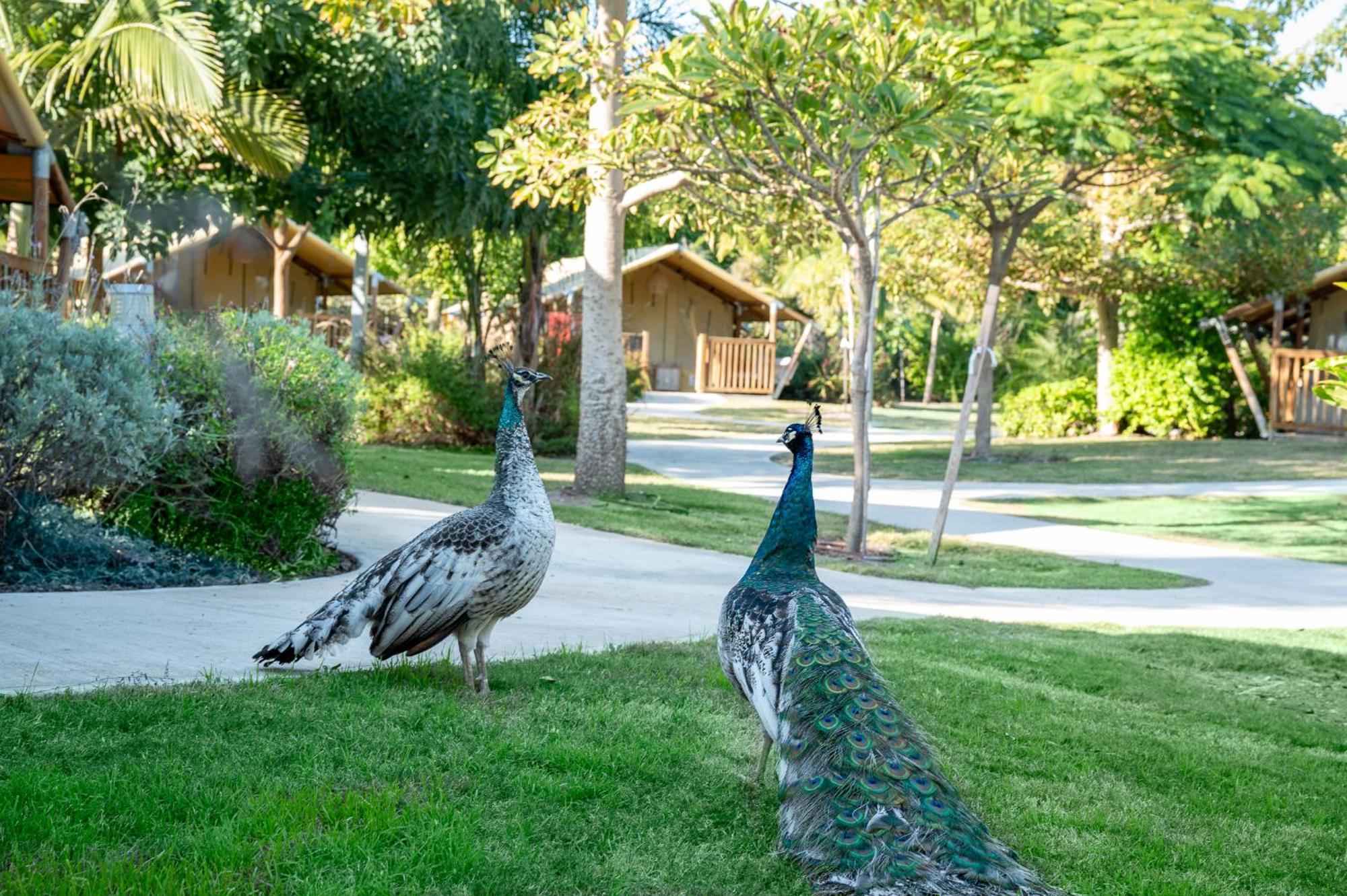 Layla Glamping Hotel นีร์ดาวิด ภายนอก รูปภาพ